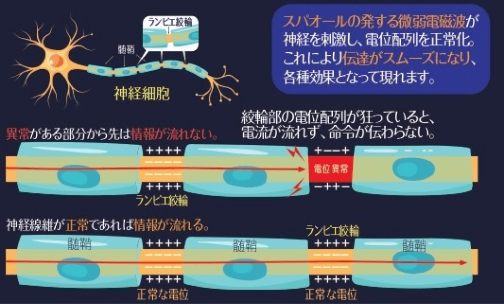 医学博士監修「神経コンディショニング」のメカニズム